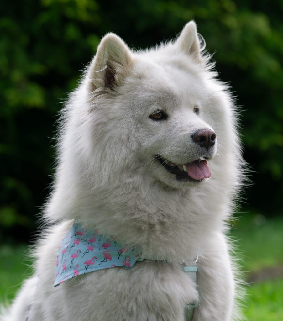 Hundehalstuch Hund Halstuch