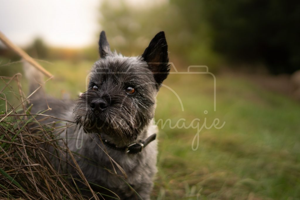 Hundefotografie Beispoel