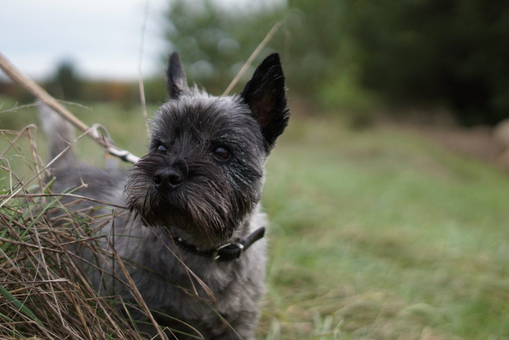 Hundefotografie Beispiel