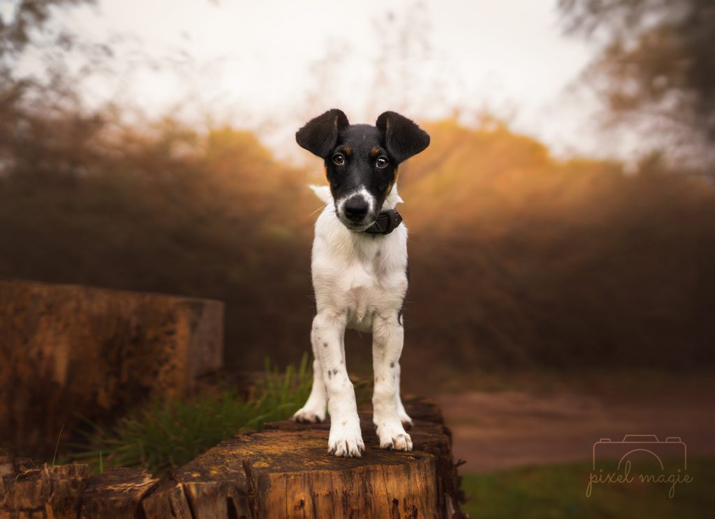 Hundefotografie Hundeportrait Hundefotograf Sachsen Anhalt Bitterfeld Wolfen Dübener Heide