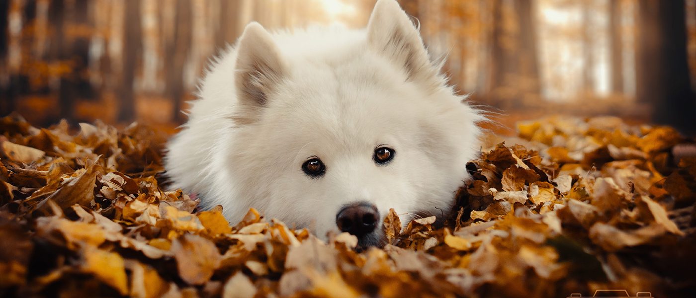 Hundefotografie Hundeportaits Sachsen Anhalt Bitterfeld Wolfen Dessau
