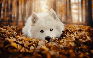 Hundefotografie Hundeportaits Sachsen Anhalt Bitterfeld Wolfen Dessau