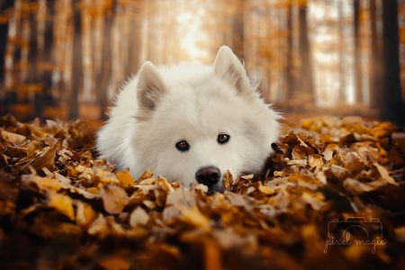 Hundefotografie Hundeportaits Sachsen Anhalt Bitterfeld Wolfen Dessau