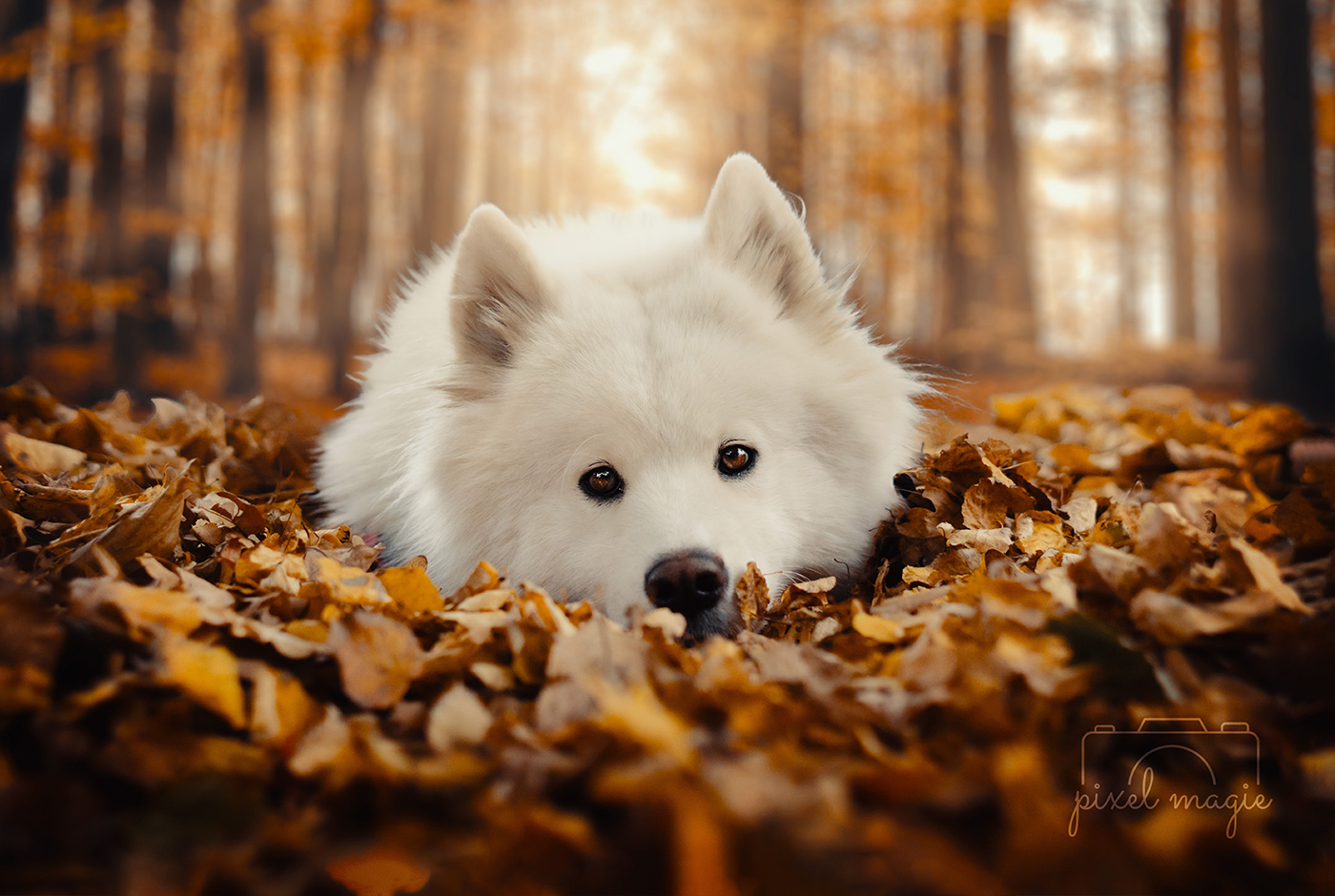 Hundefotografie Hundeportaits Sachsen Anhalt Bitterfeld Wolfen Dessau