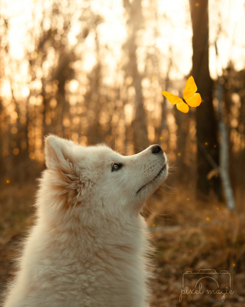 Hundefotografie Hundeportrait Hundefotograf Sachsen Anhalt Bitterfeld Wolfen Dübener Heide