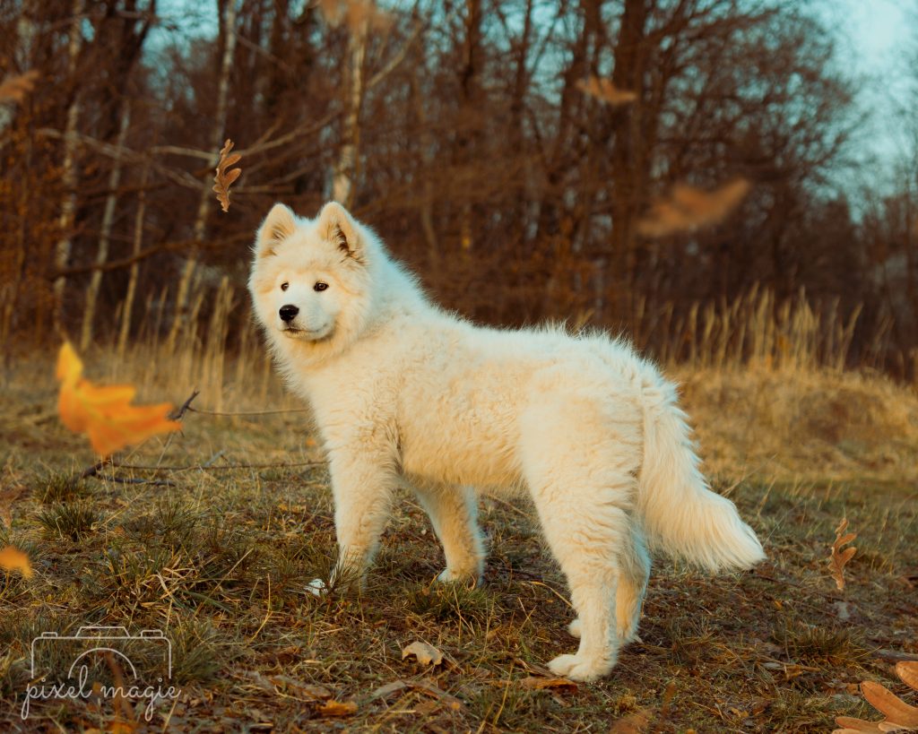 Hundefotografie Hundeportrait Hundefotograf Sachsen Anhalt Bitterfeld Wolfen Dübener Heide