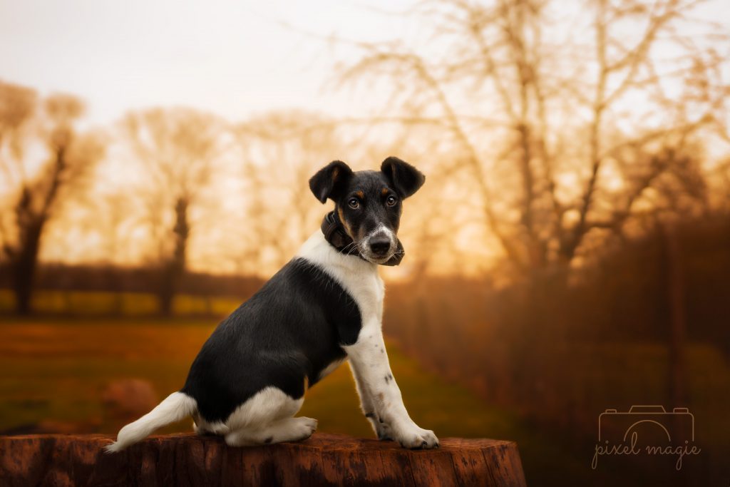 Hundefotografie Hundeportrait Hundefotograf Sachsen Anhalt Bitterfeld Wolfen Dübener Heide