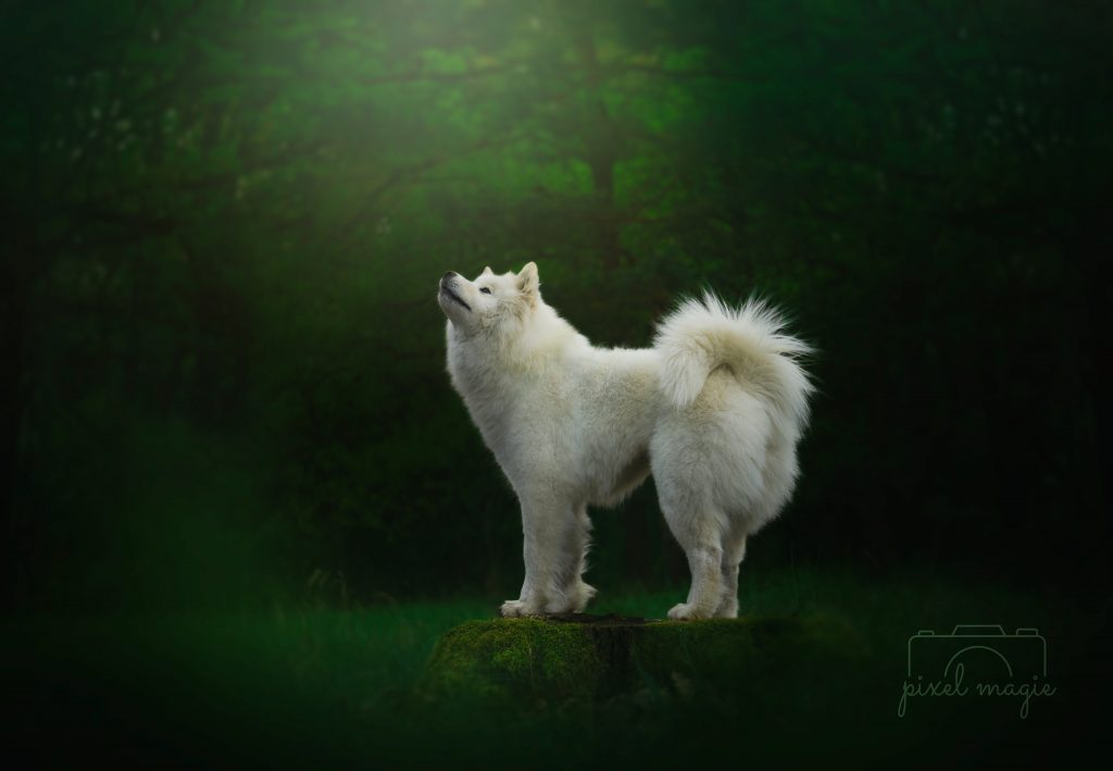 Hundefotografie Hundeportrait Hundefotograf Sachsen Anhalt Bitterfeld Wolfen Dübener Heide