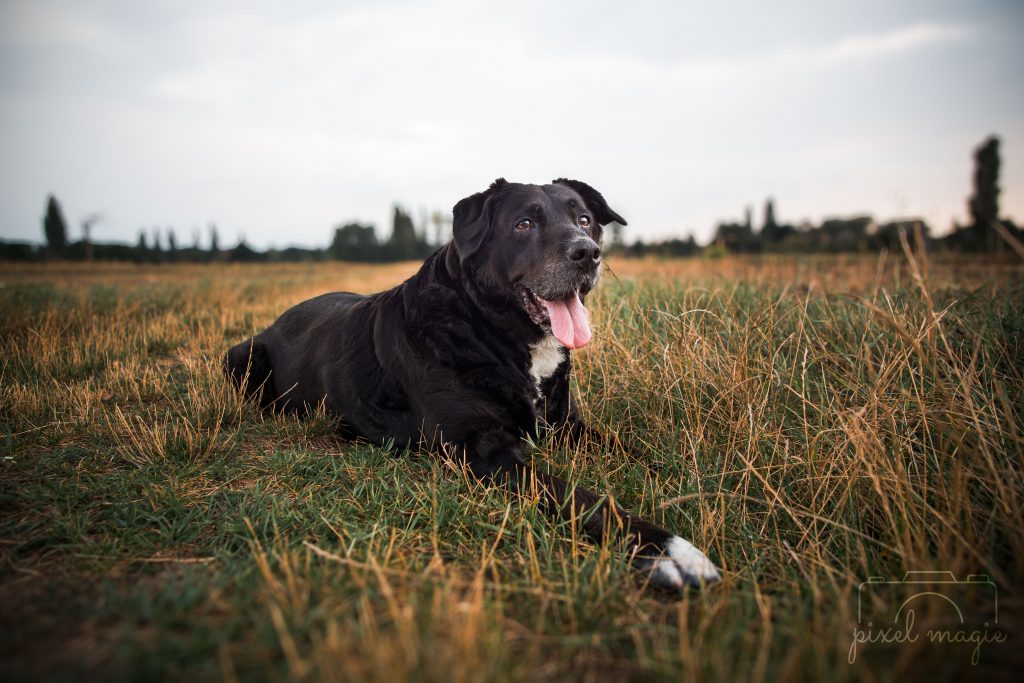 Hundefotografie Hundeportrait Hundefotograf Sachsen Anhalt Bitterfeld Wolfen Dübener Heide