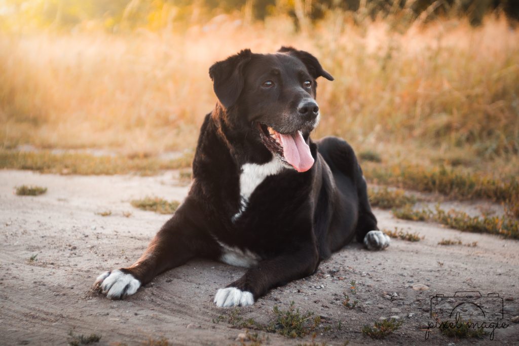 Hundefotografie Hundeportrait Hundefotograf Sachsen Anhalt Bitterfeld Wolfen Dübener Heide
