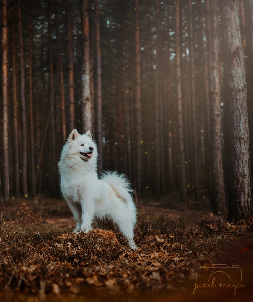 Hundefotografie Hundeportrait Hundefotograf Sachsen Anhalt Bitterfeld Wolfen Dübener Heide