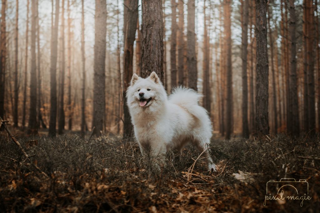 Hundefotografie Hundeportrait Hundefotograf Sachsen Anhalt Bitterfeld Wolfen Dübener Heide