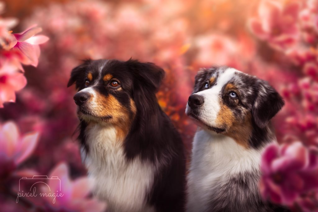 Hundefotografie Hundeportrait Hundefotograf Sachsen Anhalt Bitterfeld Wolfen Dübener Heide