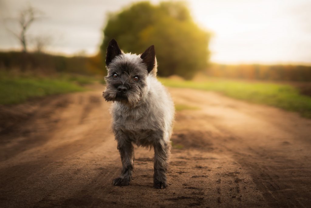 Hundefotografie Hundeportrait Hundefotograf Sachsen Anhalt Bitterfeld Wolfen Dübener Heide